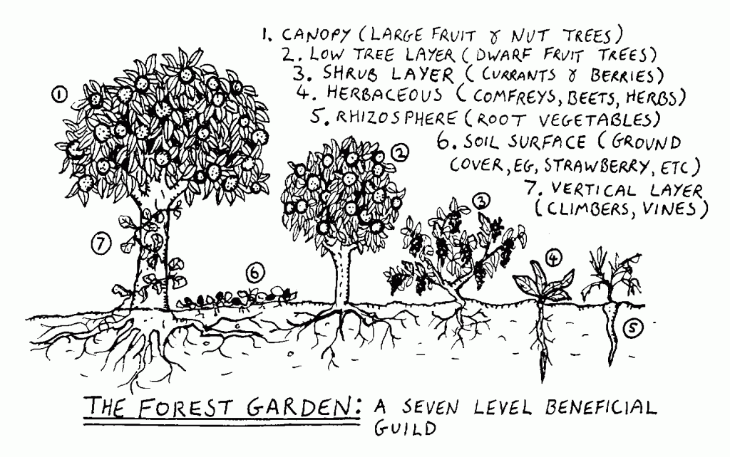 7 layers of a food forest