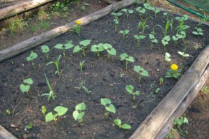 Three Sisters Companion Planting, Corn, Pole Beans, & Squash