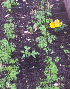 Companion Planting in Raised Beds