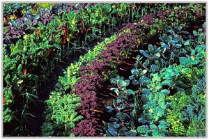 Companion Planting at the Market Garden Eden Project