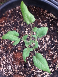 Potato Leaf PL Pink Brandywine Tomato at Cereus Solutions Sustainability Center