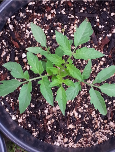 Regular Leaf RL Purple Cherokee Tomato at Cereus Solutions Sustainability Center